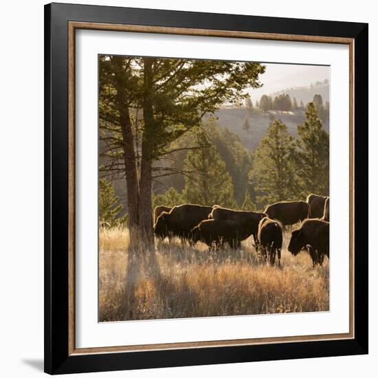 American Bison bulls, Blacktail plateau, Yellowstone National Park, Wyoming, USA-Maresa Pryor-Framed Photographic Print