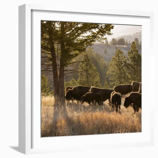 American Bison bulls, Blacktail plateau, Yellowstone National Park, Wyoming, USA-Maresa Pryor-Framed Photographic Print