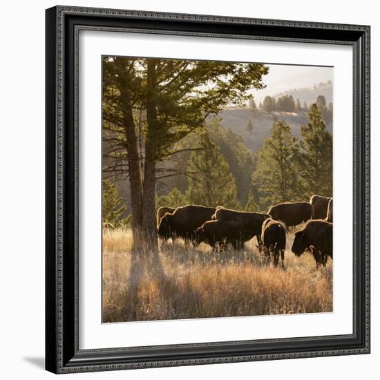 American Bison bulls, Blacktail plateau, Yellowstone National Park, Wyoming, USA-Maresa Pryor-Framed Photographic Print