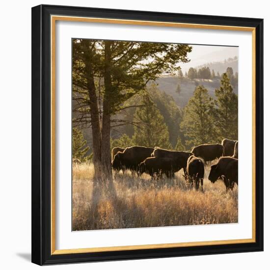 American Bison bulls, Blacktail plateau, Yellowstone National Park, Wyoming, USA-Maresa Pryor-Framed Photographic Print