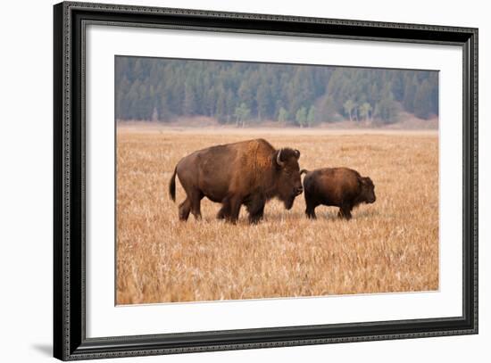 American Bison cow and calf in Teton NP, Wyoming, USA-Larry Ditto-Framed Photographic Print