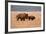 American Bison cow and calf in Teton NP, Wyoming, USA-Larry Ditto-Framed Photographic Print