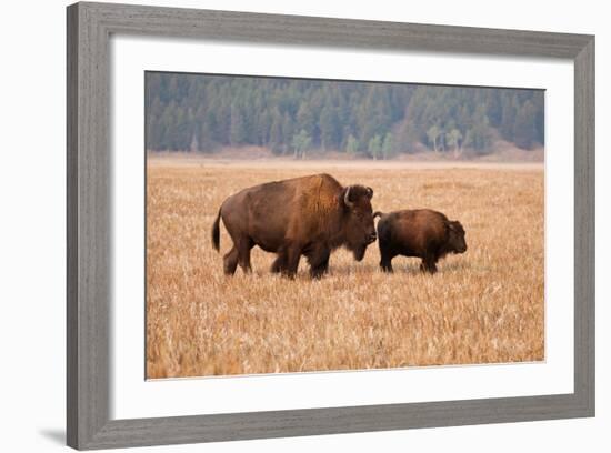 American Bison cow and calf in Teton NP, Wyoming, USA-Larry Ditto-Framed Photographic Print