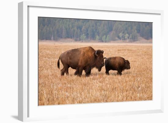 American Bison cow and calf in Teton NP, Wyoming, USA-Larry Ditto-Framed Photographic Print