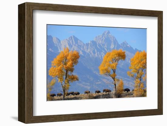 American Bison, Grand Teton National Park, Wyoming, USA-Staffan Widstrand-Framed Photographic Print