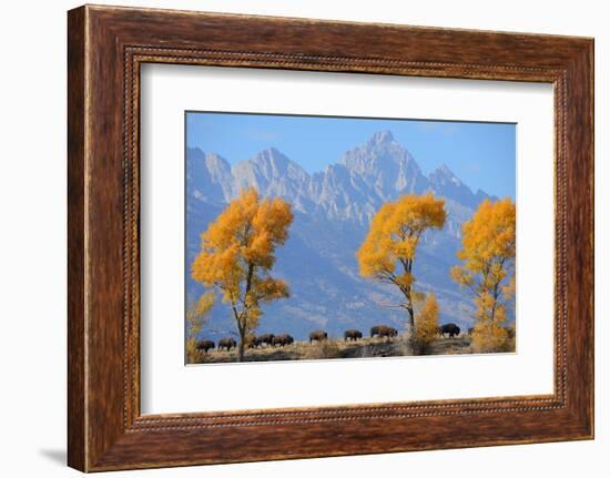 American Bison, Grand Teton National Park, Wyoming, USA-Staffan Widstrand-Framed Photographic Print