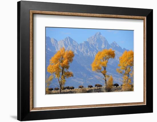 American Bison, Grand Teton National Park, Wyoming, USA-Staffan Widstrand-Framed Photographic Print