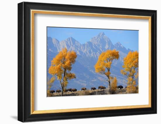 American Bison, Grand Teton National Park, Wyoming, USA-Staffan Widstrand-Framed Photographic Print