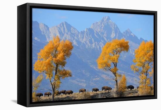 American Bison, Grand Teton National Park, Wyoming, USA-Staffan Widstrand-Framed Premier Image Canvas