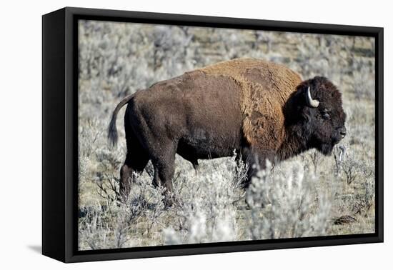 American Bison Graze in the Lamar Valley of Yellowstone National Park-Richard Wright-Framed Premier Image Canvas