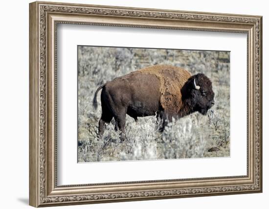 American Bison Graze in the Lamar Valley of Yellowstone National Park-Richard Wright-Framed Photographic Print