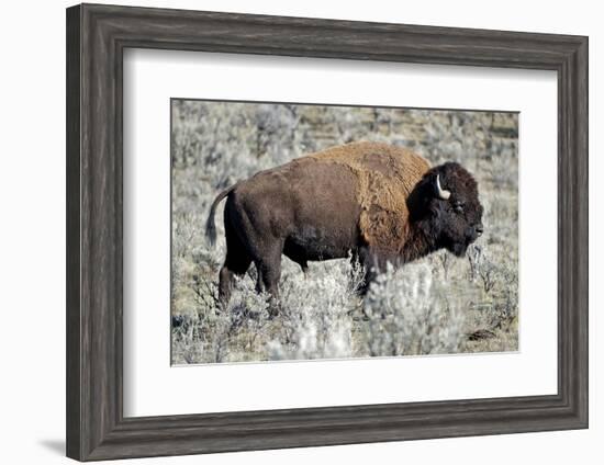 American Bison Graze in the Lamar Valley of Yellowstone National Park-Richard Wright-Framed Photographic Print