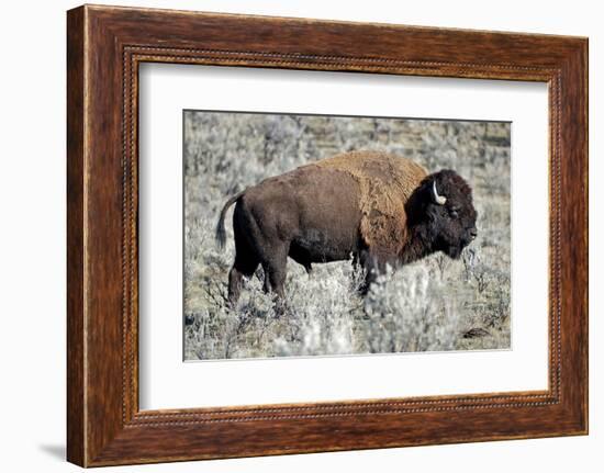 American Bison Graze in the Lamar Valley of Yellowstone National Park-Richard Wright-Framed Photographic Print