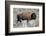 American Bison Graze in the Lamar Valley of Yellowstone National Park-Richard Wright-Framed Photographic Print