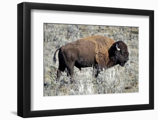 American Bison Graze in the Lamar Valley of Yellowstone National Park-Richard Wright-Framed Photographic Print