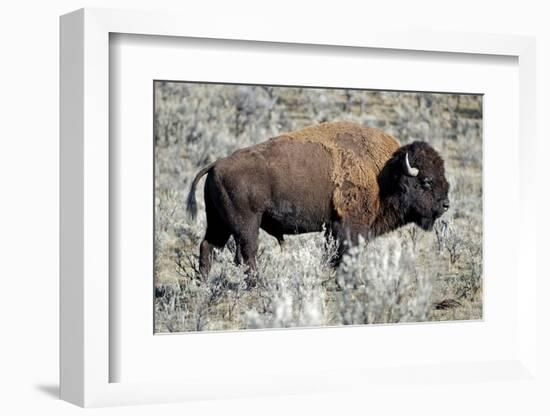 American Bison Graze in the Lamar Valley of Yellowstone National Park-Richard Wright-Framed Photographic Print