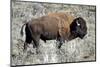 American Bison Graze in the Lamar Valley of Yellowstone National Park-Richard Wright-Mounted Photographic Print