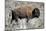 American Bison Graze in the Lamar Valley of Yellowstone National Park-Richard Wright-Mounted Photographic Print