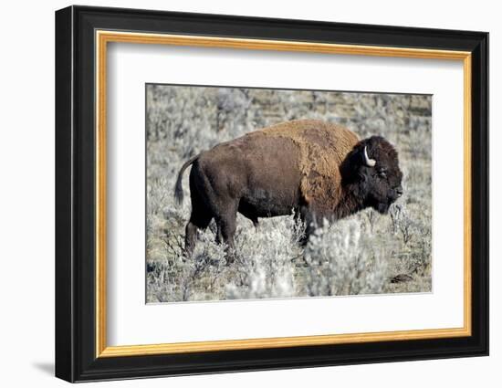 American Bison Graze in the Lamar Valley of Yellowstone National Park-Richard Wright-Framed Photographic Print