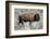 American Bison Graze in the Lamar Valley of Yellowstone National Park-Richard Wright-Framed Photographic Print