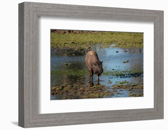 American bison, Hayden Valley, Yellowstone National Park, Wyoming, USA-Roddy Scheer-Framed Photographic Print
