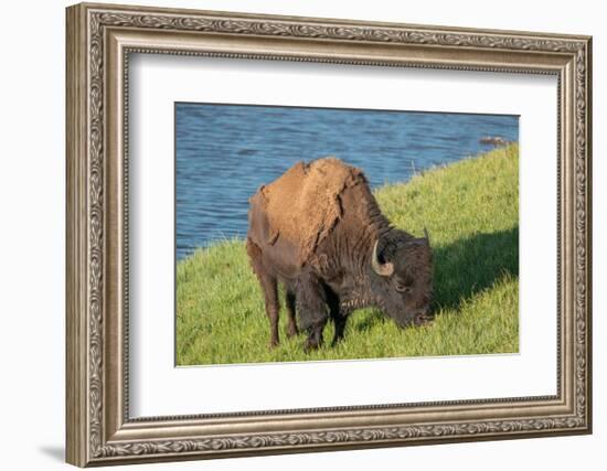 American bison, Hayden Valley, Yellowstone National Park, Wyoming, USA-Roddy Scheer-Framed Photographic Print