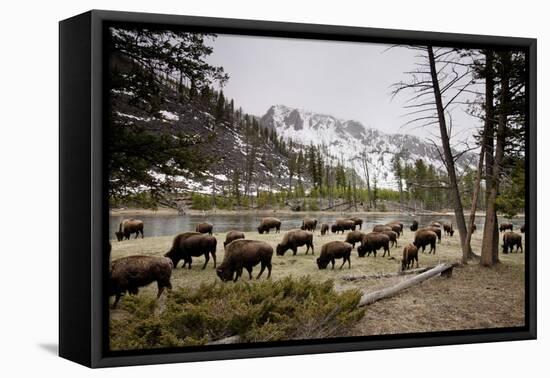 American Bison Herd Grazing in Yellowstone National Park-Paul Souders-Framed Premier Image Canvas