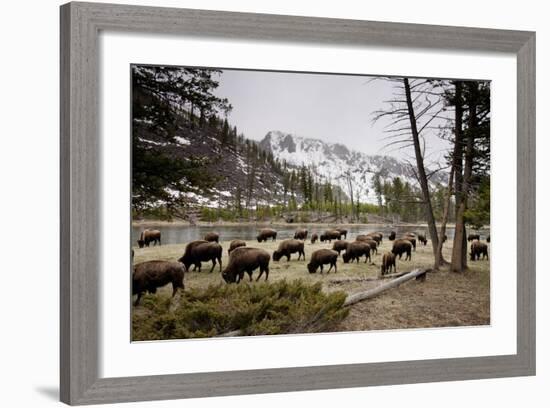 American Bison Herd Grazing in Yellowstone National Park-Paul Souders-Framed Photographic Print