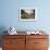 American Bison Herd Grazing in Yellowstone National Park-Paul Souders-Framed Photographic Print displayed on a wall