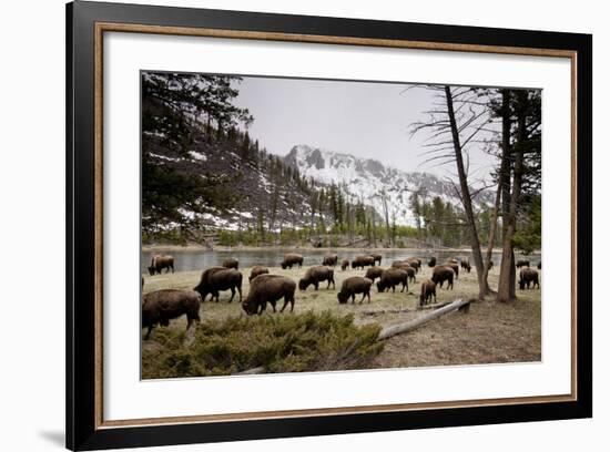 American Bison Herd Grazing in Yellowstone National Park-Paul Souders-Framed Photographic Print