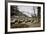 American Bison Herd Grazing in Yellowstone National Park-Paul Souders-Framed Photographic Print