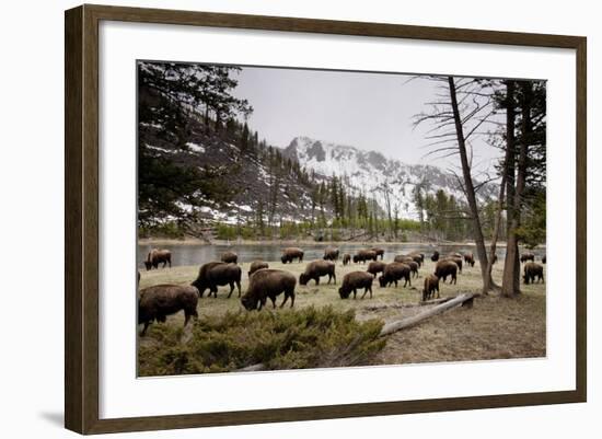 American Bison Herd Grazing in Yellowstone National Park-Paul Souders-Framed Photographic Print