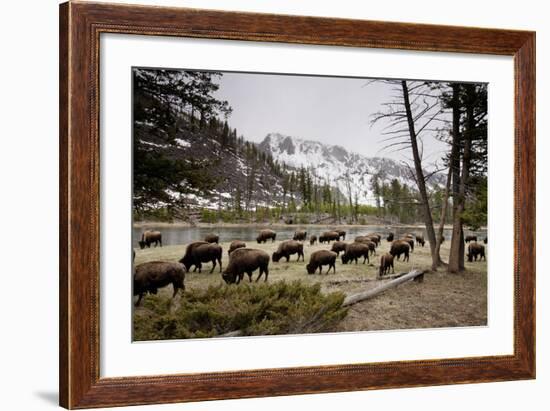 American Bison Herd Grazing in Yellowstone National Park-Paul Souders-Framed Photographic Print