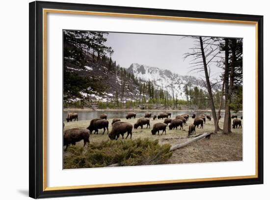 American Bison Herd Grazing in Yellowstone National Park-Paul Souders-Framed Photographic Print