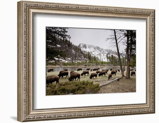 American Bison Herd Grazing in Yellowstone National Park-Paul Souders-Framed Photographic Print