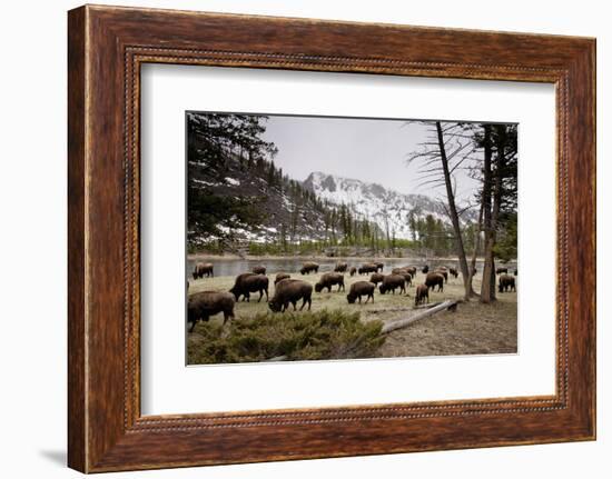 American Bison Herd Grazing in Yellowstone National Park-Paul Souders-Framed Photographic Print