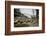 American Bison Herd Grazing in Yellowstone National Park-Paul Souders-Framed Photographic Print