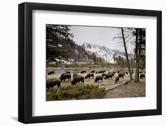 American Bison Herd Grazing in Yellowstone National Park-Paul Souders-Framed Photographic Print