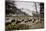 American Bison Herd Grazing in Yellowstone National Park-Paul Souders-Mounted Photographic Print