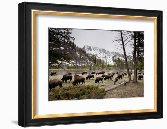 American Bison Herd Grazing in Yellowstone National Park-Paul Souders-Framed Photographic Print