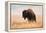 American Bison herd in Teton National Park, Wyoming, USA-Larry Ditto-Framed Premier Image Canvas