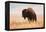 American Bison herd in Teton National Park, Wyoming, USA-Larry Ditto-Framed Premier Image Canvas