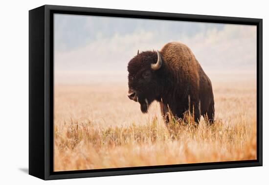 American Bison herd in Teton National Park, Wyoming, USA-Larry Ditto-Framed Premier Image Canvas