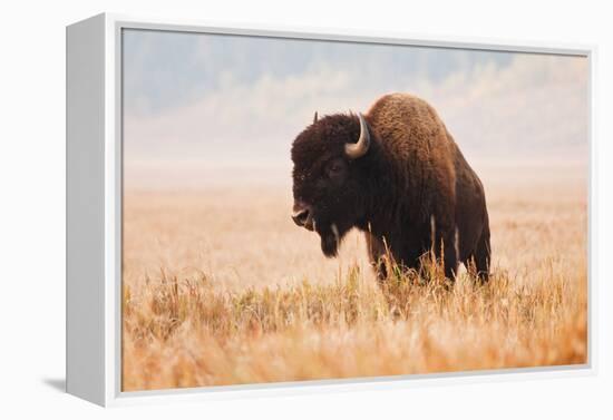 American Bison herd in Teton National Park, Wyoming, USA-Larry Ditto-Framed Premier Image Canvas