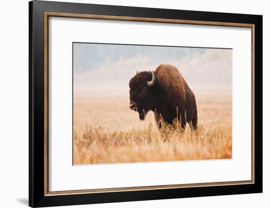 American Bison herd in Teton National Park, Wyoming, USA-Larry Ditto-Framed Photographic Print