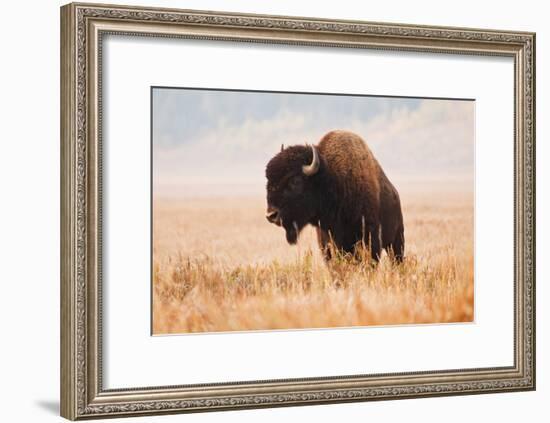 American Bison herd in Teton National Park, Wyoming, USA-Larry Ditto-Framed Photographic Print