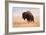 American Bison herd in Teton National Park, Wyoming, USA-Larry Ditto-Framed Photographic Print