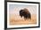 American Bison herd in Teton National Park, Wyoming, USA-Larry Ditto-Framed Photographic Print