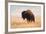 American Bison herd in Teton National Park, Wyoming, USA-Larry Ditto-Framed Photographic Print