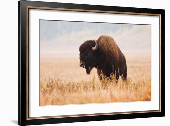 American Bison herd in Teton National Park, Wyoming, USA-Larry Ditto-Framed Photographic Print